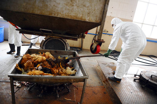 Một nhân viên ở Quảng Châu tiêu hủy gia cầm để ngăn H7N9 lây lan.